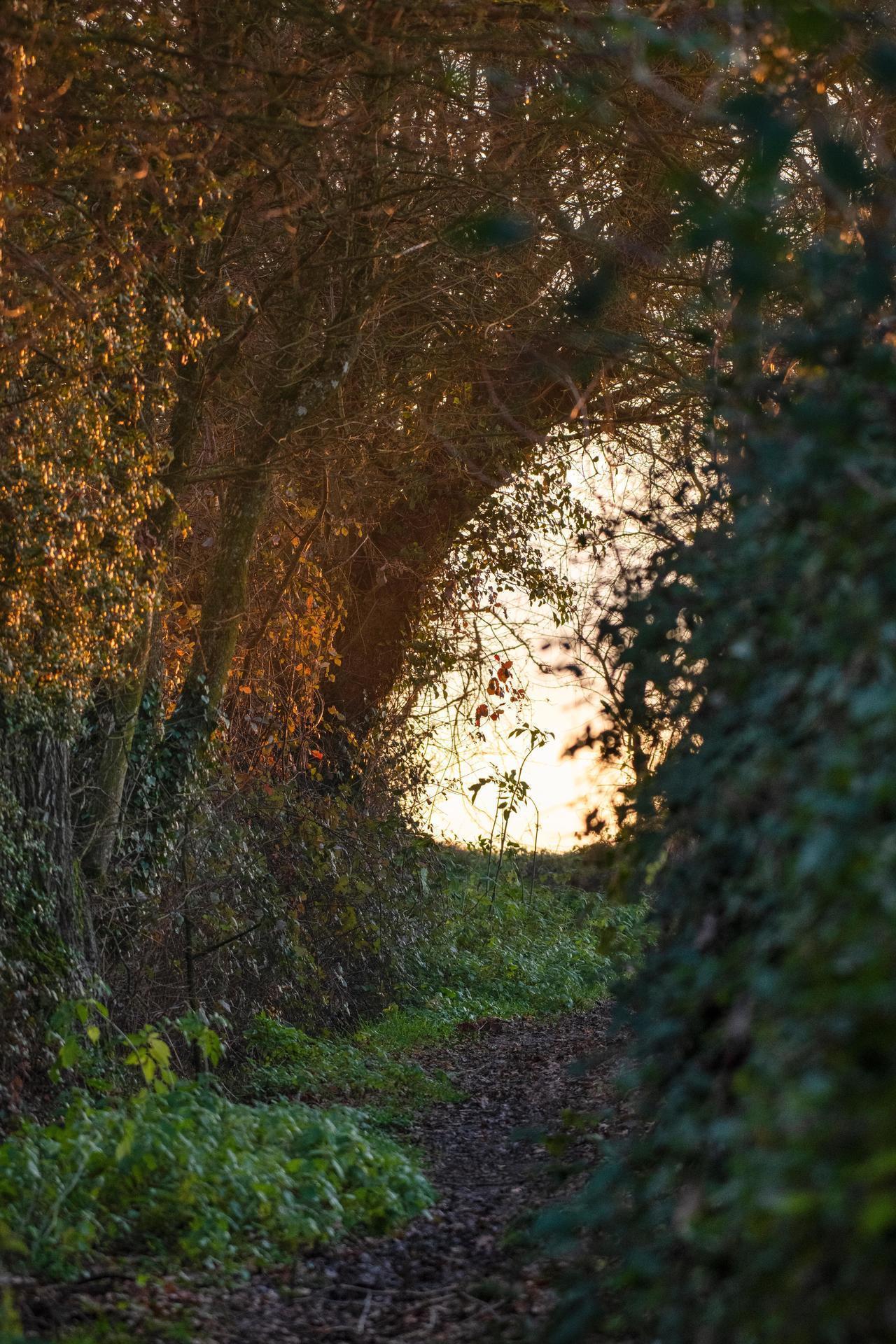 chemin creux.jpg